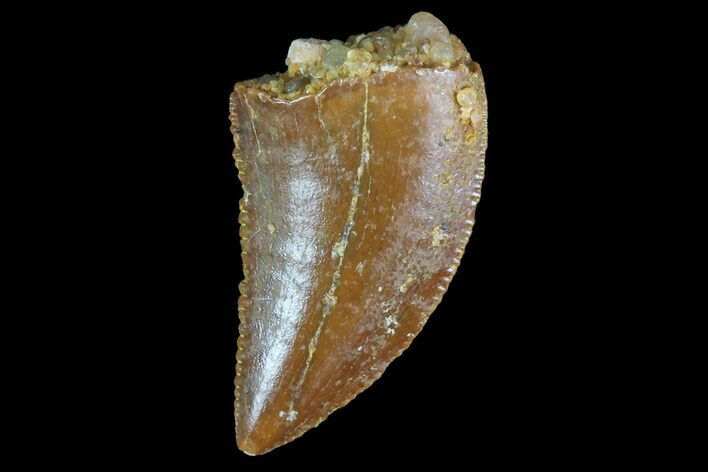 Serrated, Raptor Tooth - Morocco #74426